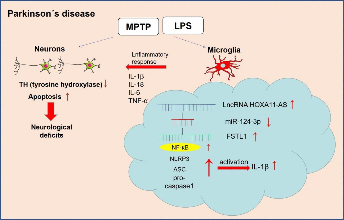 Inhibition Of Long Non Coding RNA HOXA11 AS Against Neuroinflammation