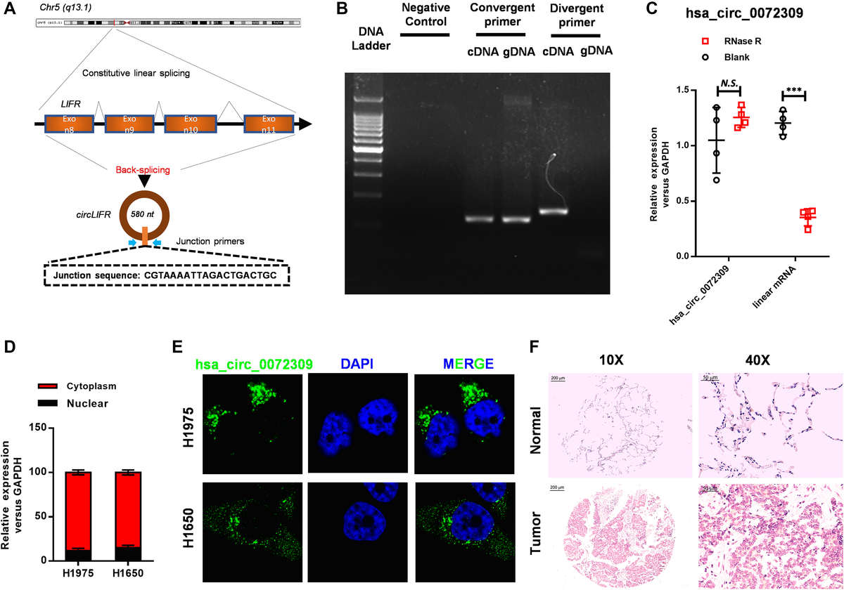 Circular Rna Hsa Circ Promotes Tumorigenesis And Invasion By