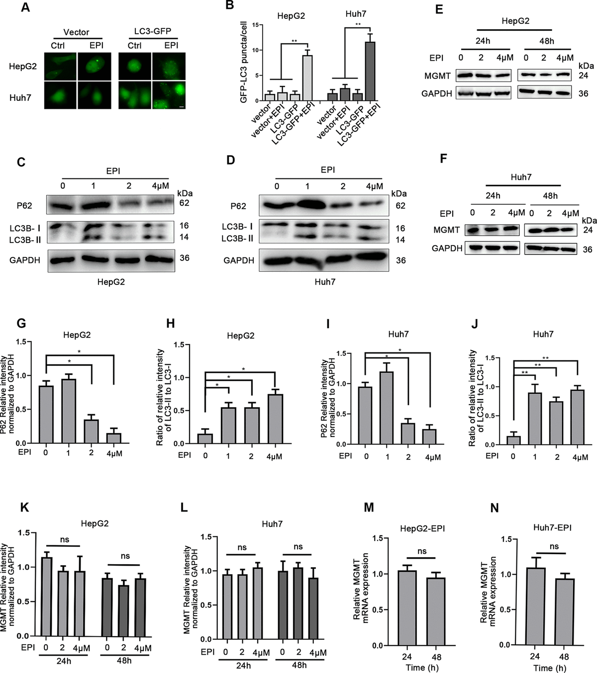 Autophagy Deficiency Downregulates O Methylguanine Dna