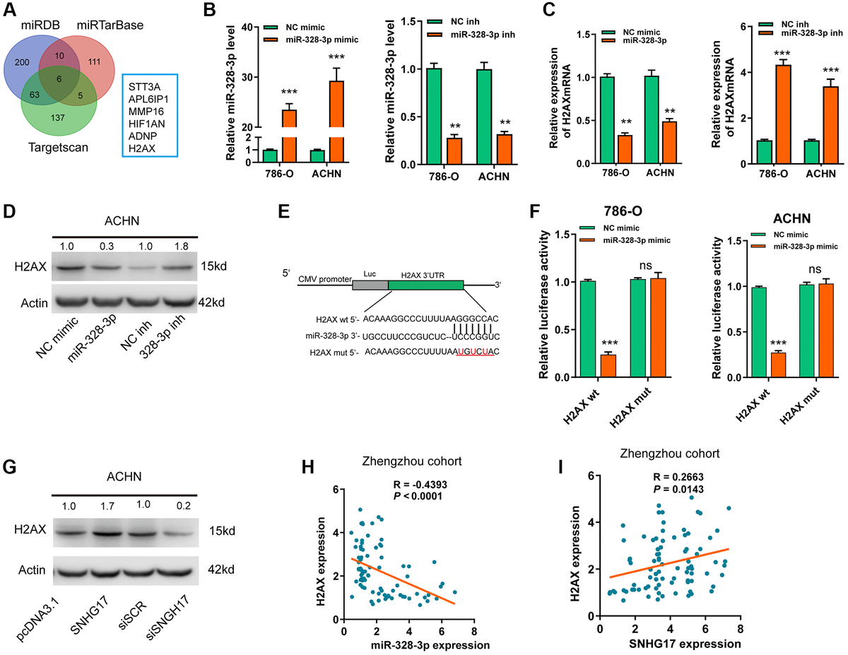 LncRNA SNHG17 Promotes Tumor Progression And Predicts Poor Survival In