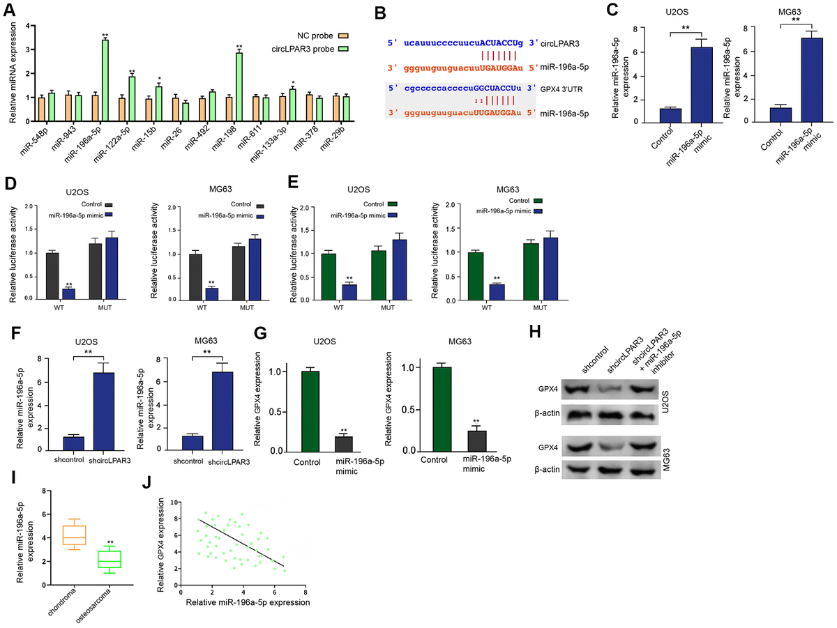 Circular RNA LPAR3 Enhances GPX4 Expression By Targeting MiR 196a 5p To