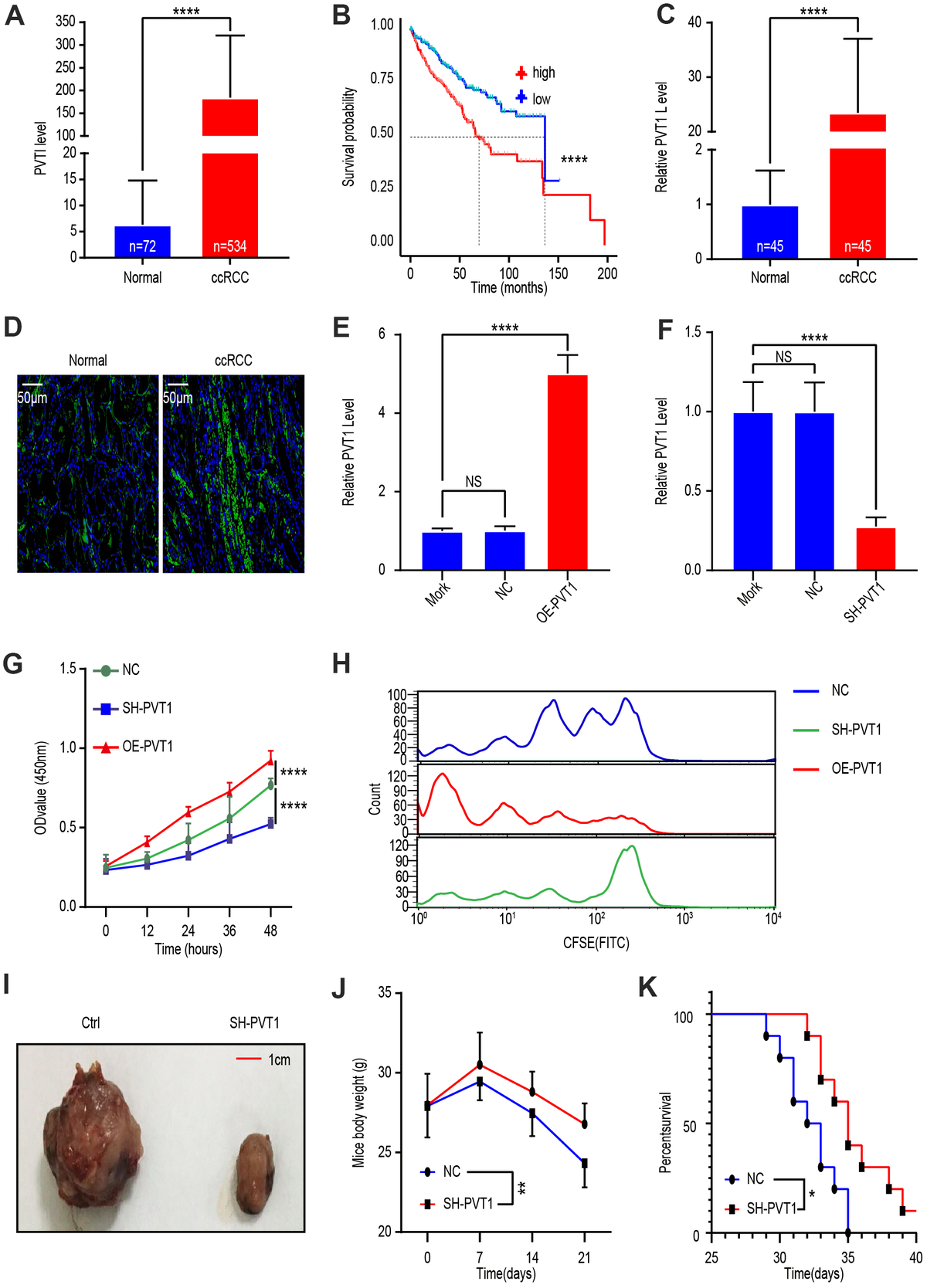 The Cerna Pvt Inhibits Proliferation Of Ccrcc Cells By Sponging Mir