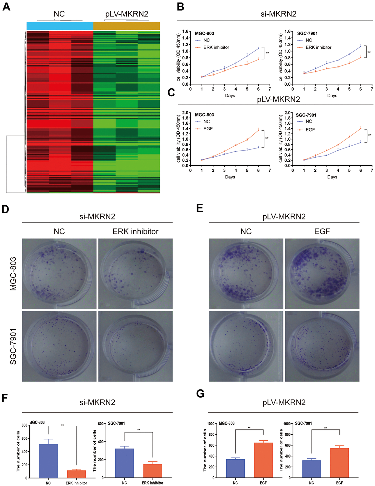 Mkrn Inhibits The Proliferation Of Gastric Cancer By Downregulating