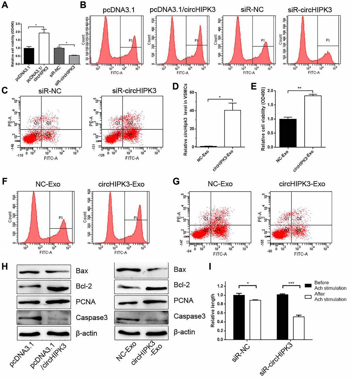 Endothelial Cellderived Exosomal Circhipk Promotes The Proliferation