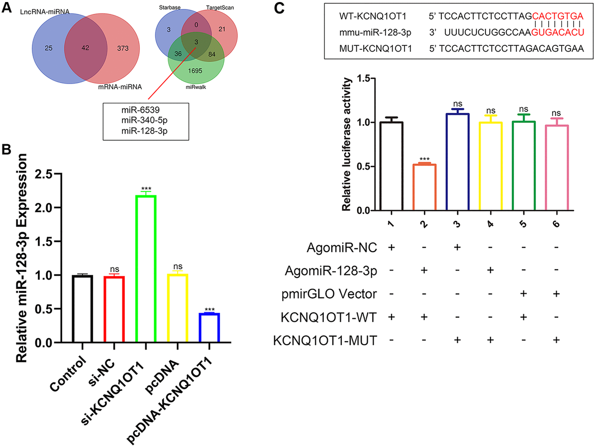 Long Noncoding Rna Kcnq Ot Inhibits Osteoclast Differentiation By