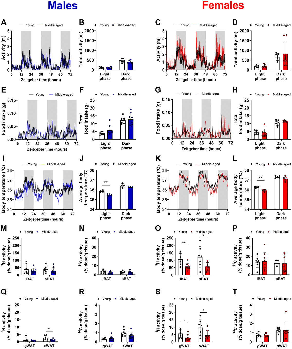 Aging Attenuates Diurnal Lipid Uptake By Brown Adipose Tissue Figure