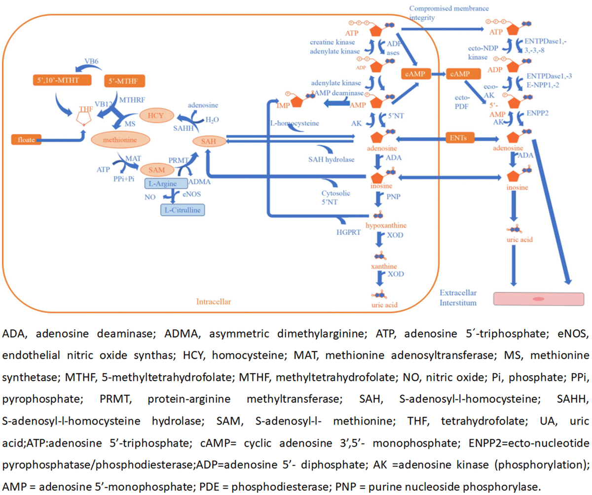 Serum Adenosine Deaminase Activity And Acute Cerebral Infarction A