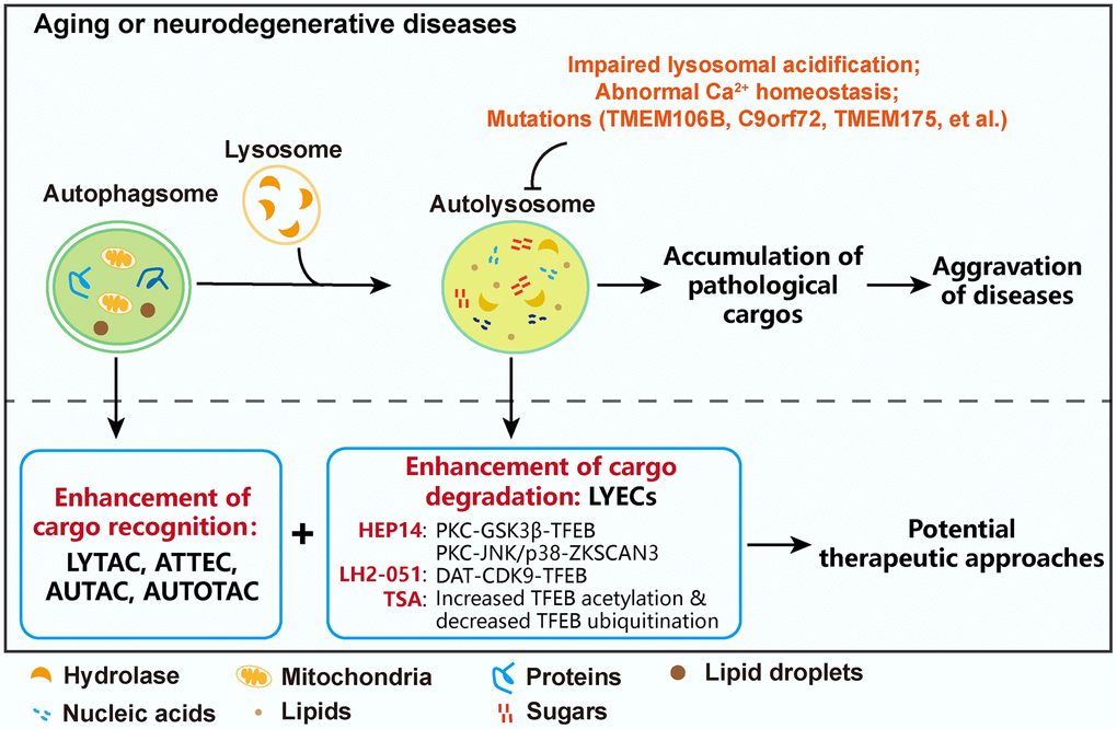 Enhanced Lysosome Biogenesis Ameliorates Neurodegenerative Diseases Aging