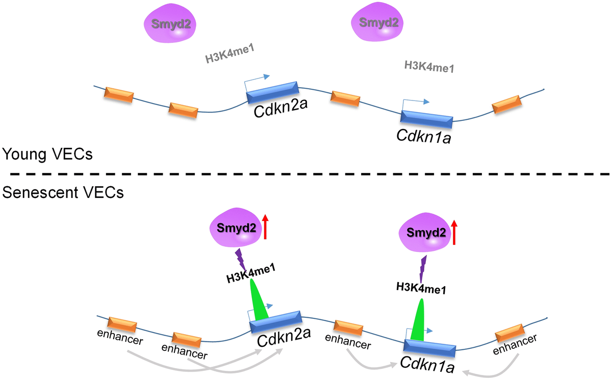 Histone Methyltransferase Smyd Drives Vascular Aging By Its Enhancer