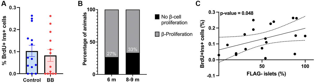 Clearance Of P Ink A Positive Cells In A Mouse Transgenic Model Does