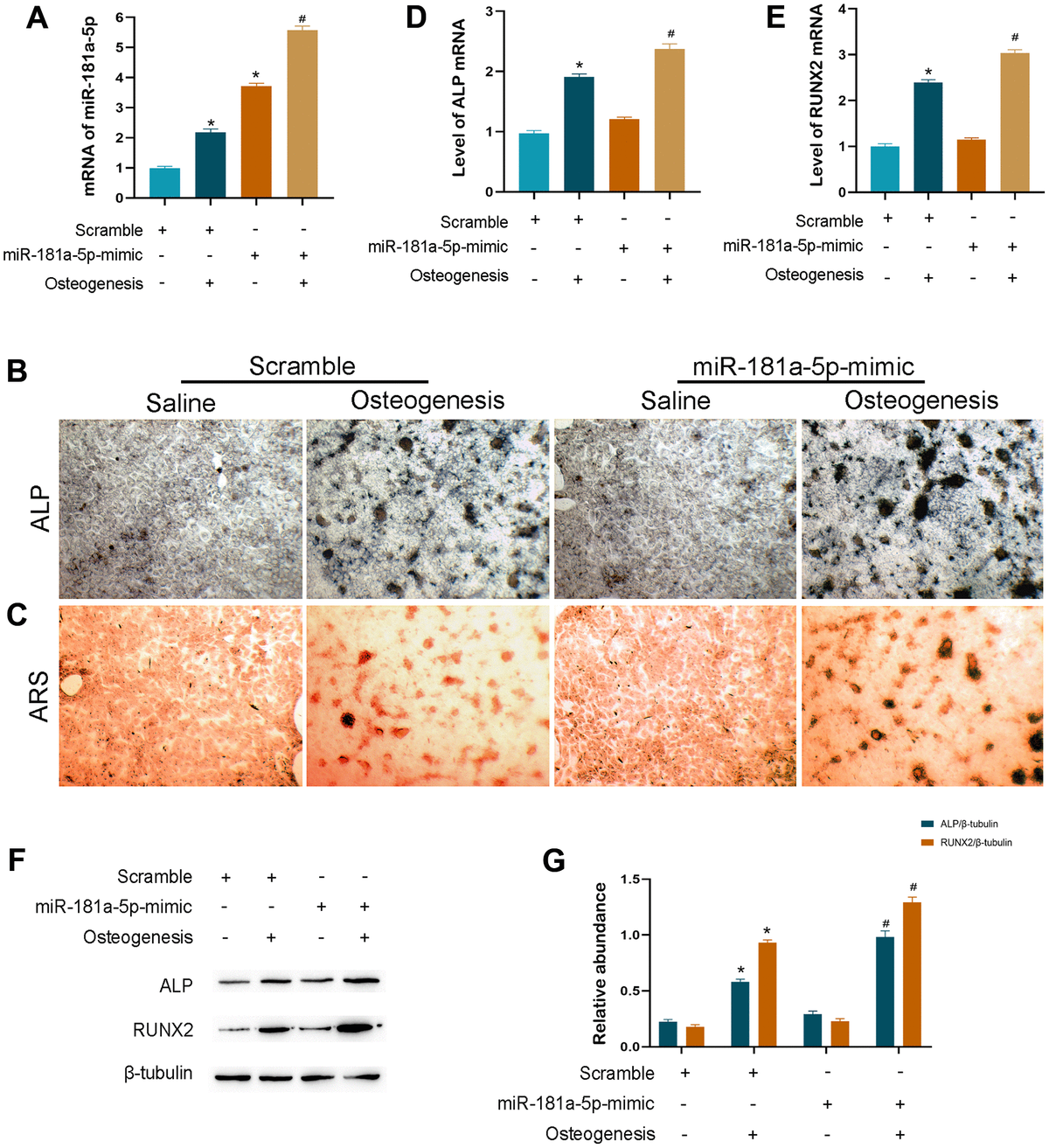 MiR 181a 5p Promotes Osteogenesis By Targeting BMP3 Figure F4 Aging