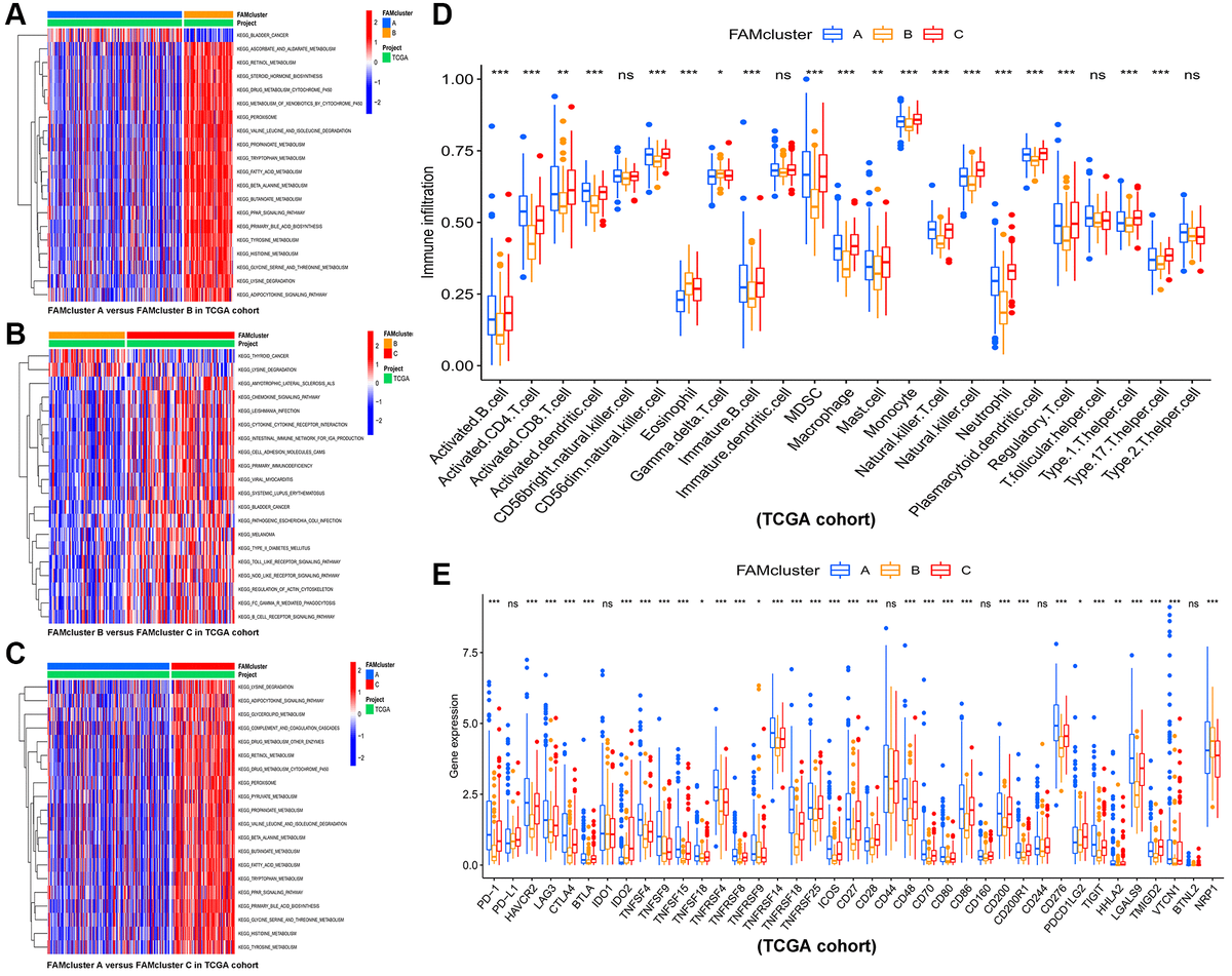 Identification Of Fatty Acid Metabolism Related Clusters And Immune