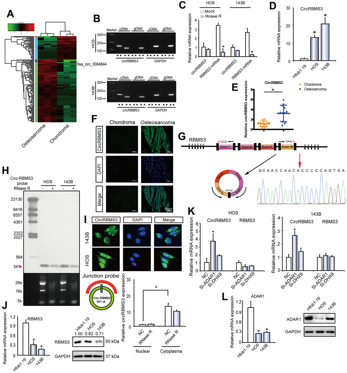 A Novel Circular Rna Circrbms Regulates Proliferation And Metastasis