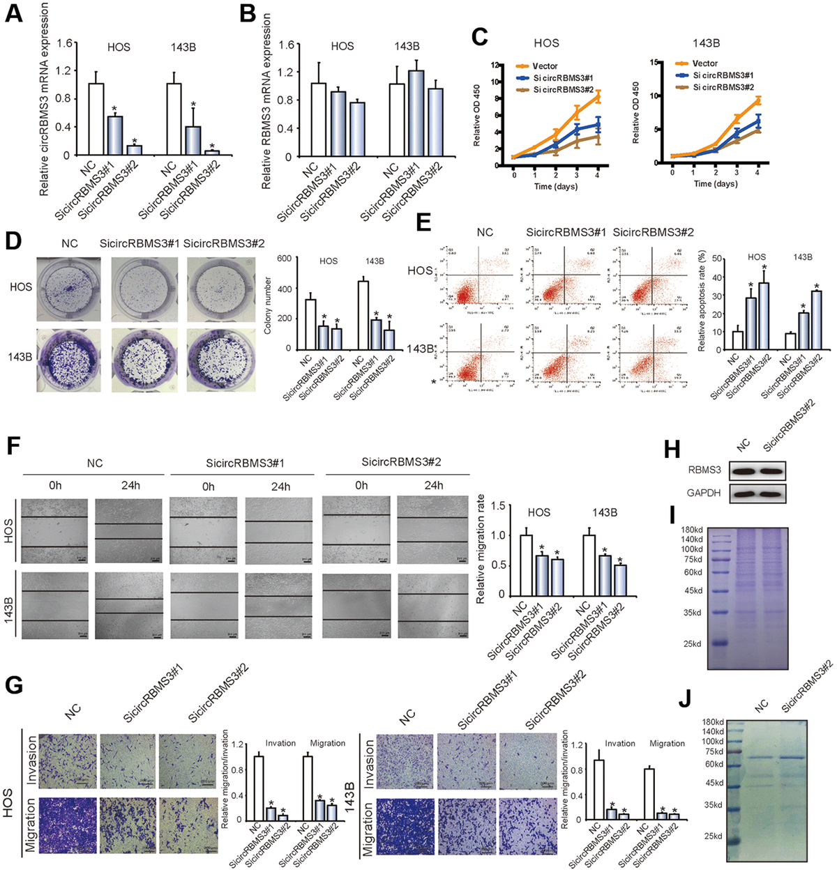 A Novel Circular Rna Circrbms Regulates Proliferation And Metastasis