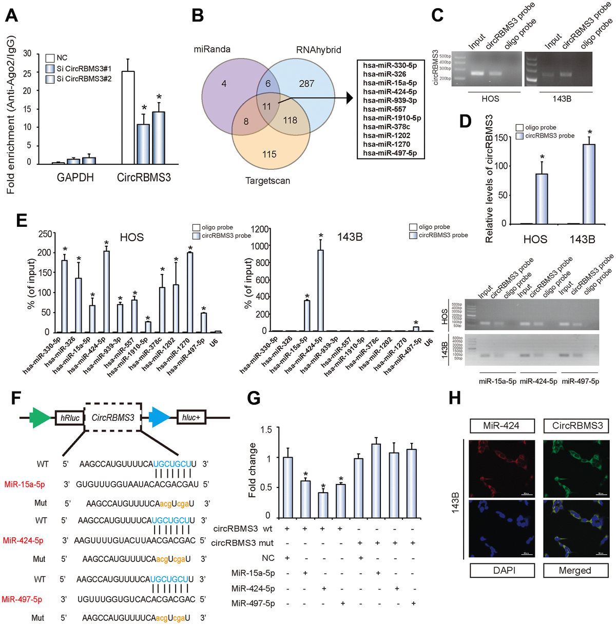 A Novel Circular Rna Circrbms Regulates Proliferation And Metastasis