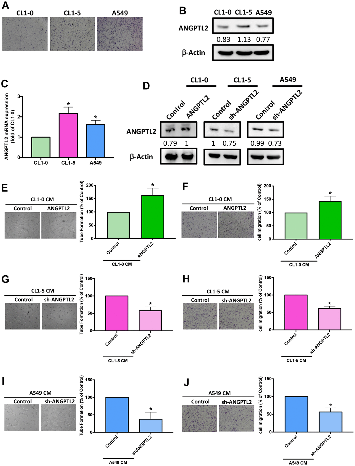 Angptl Promotes Vegf A Synthesis In Human Lung Cancer And Facilitates