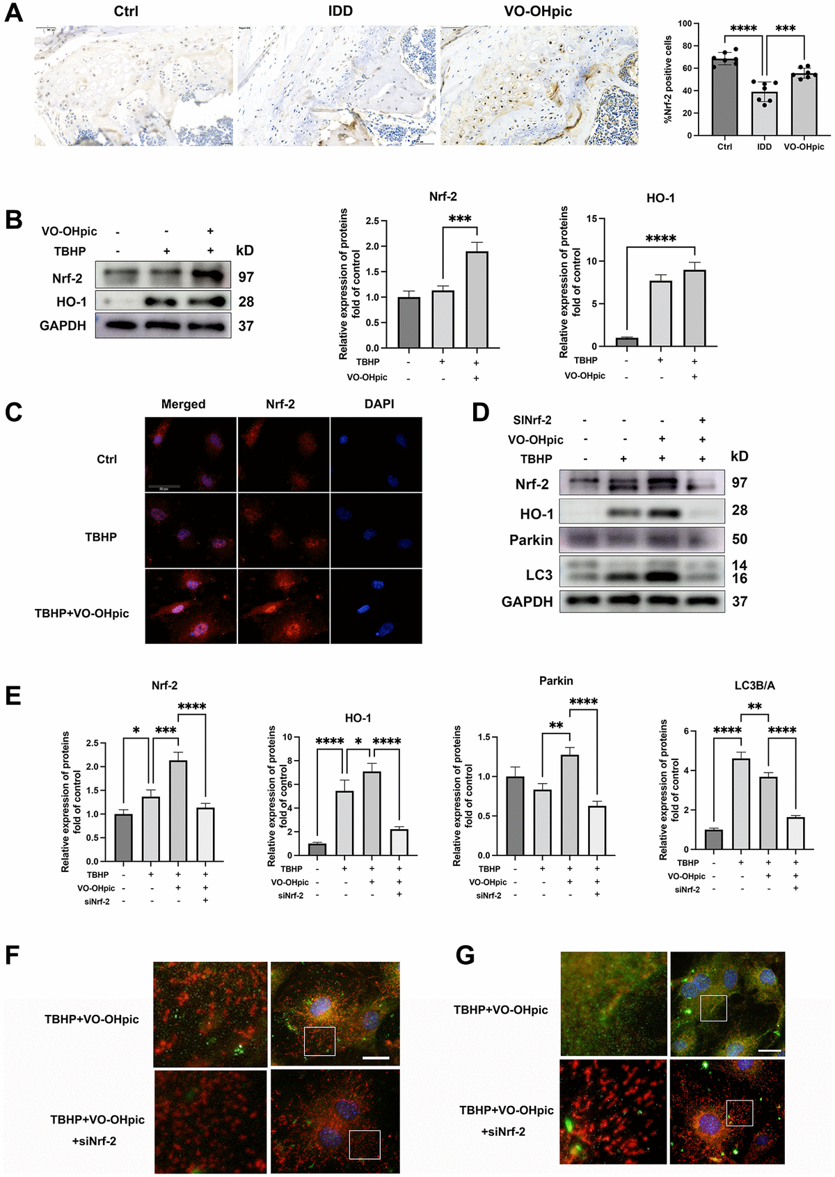 Pten Inhibitor Vo Ohpic Protects Endplate Chondrocytes Against