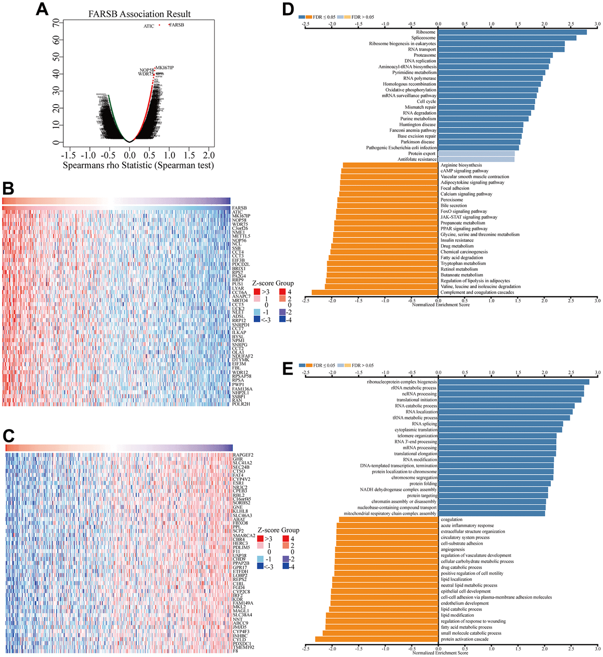 Farsb Serves As A Novel Hypomethylated And Immune Cell Infiltration