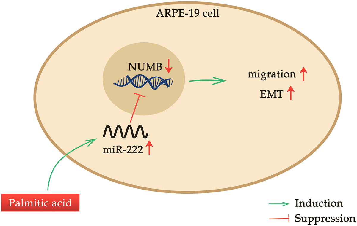 Palmitic Acid Promotes Human Retinal Pigment Epithelial Cells Migration