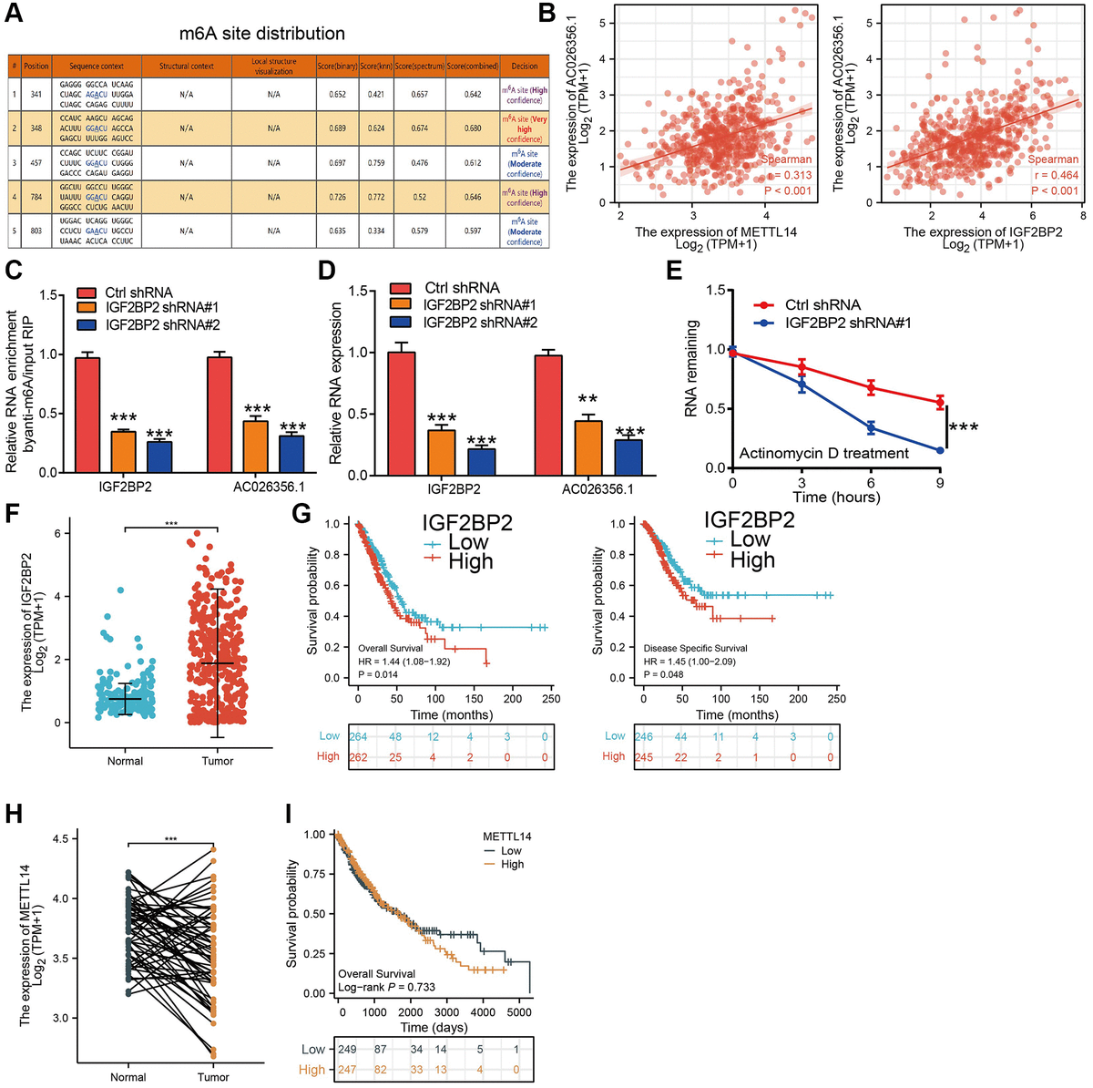 M A Mediated Upregulation Of Lncrna Ac Promotes Cancer Stem