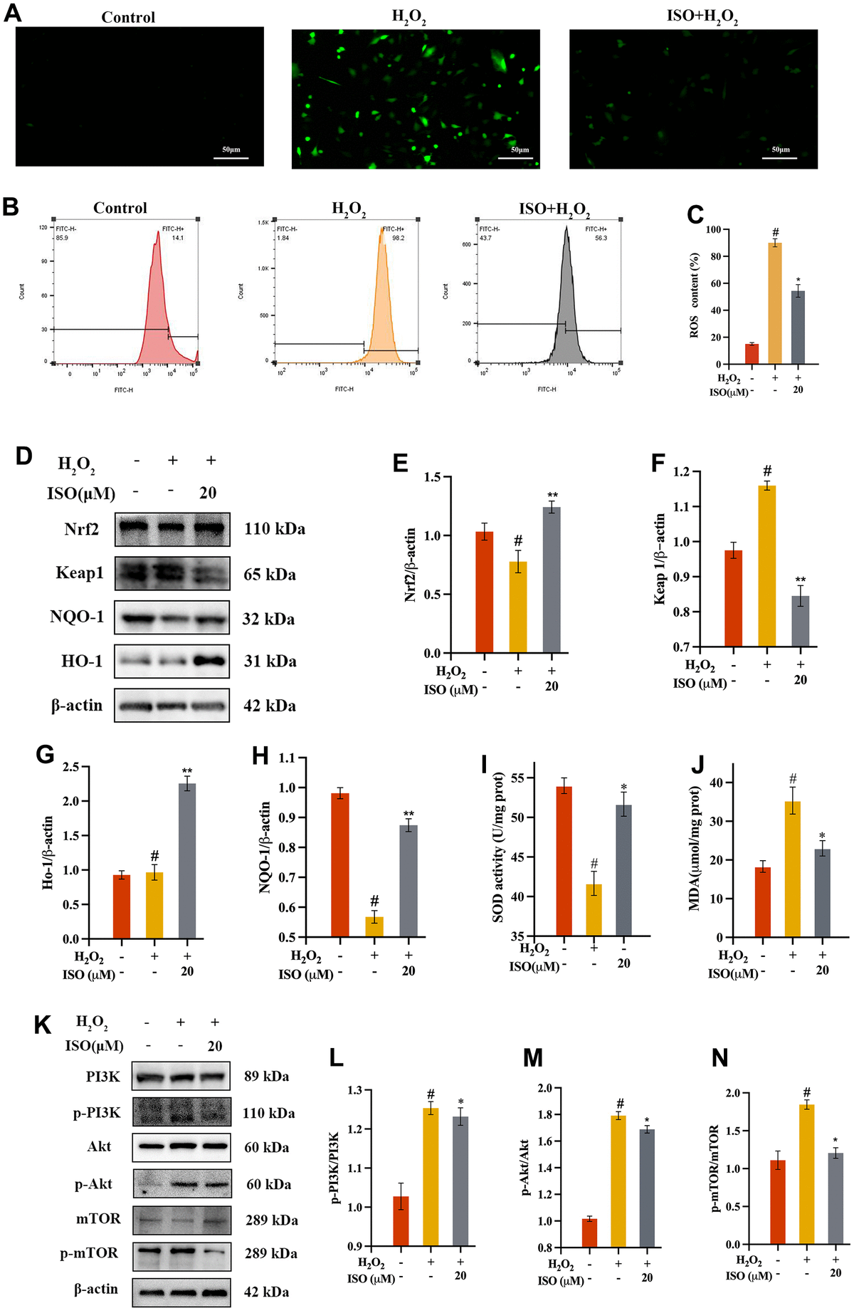 Isoorientin Ameliorates H O Induced Apoptosis And Oxidative Stress In