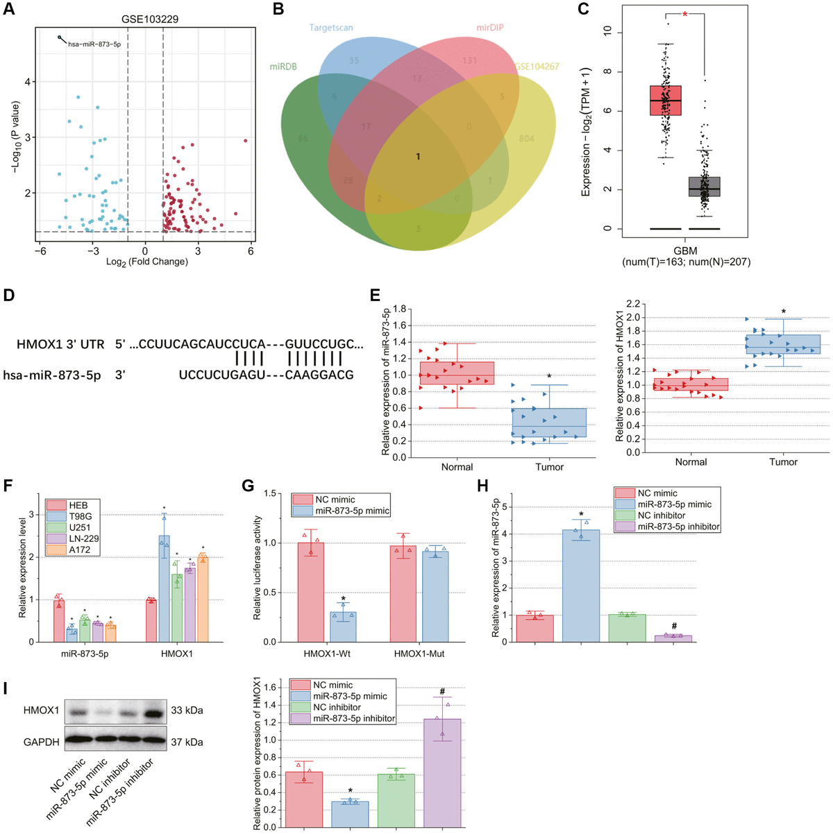 Tumor Suppressive Function And Mechanism Of MiR 873 5p In Glioblastoma