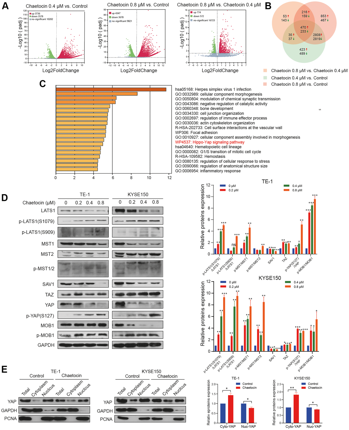 Chaetocin Exhibits Anticancer Effects In Esophageal Squamous Cell