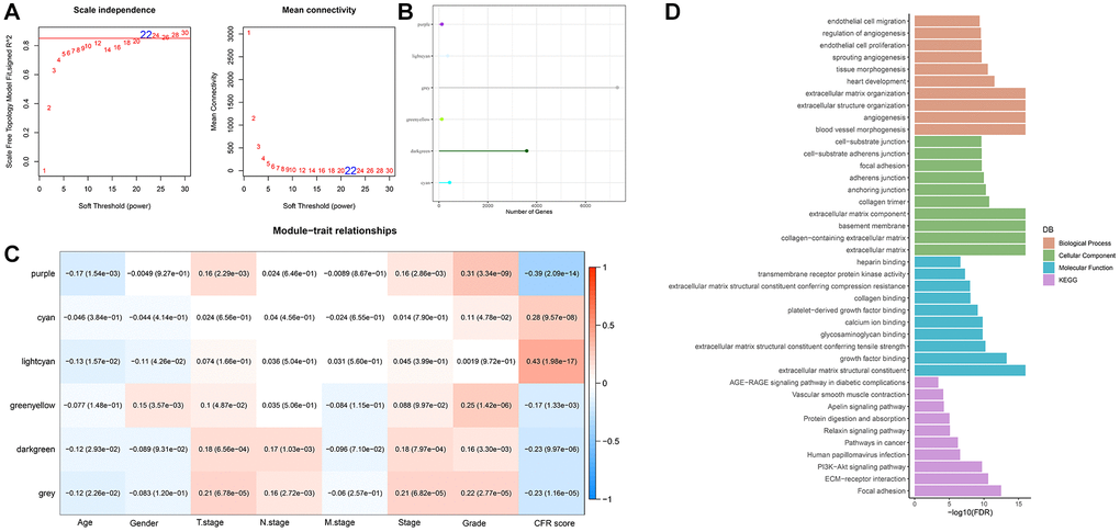 WGCNA identifies genes associated with CFR score. (A) Selection of soft threshold (β); (B) The number of module genes; (C) Correlation between feature vectors of modules and clinicopathological information; (D) Gene functional enrichment analysis of light cyan module.