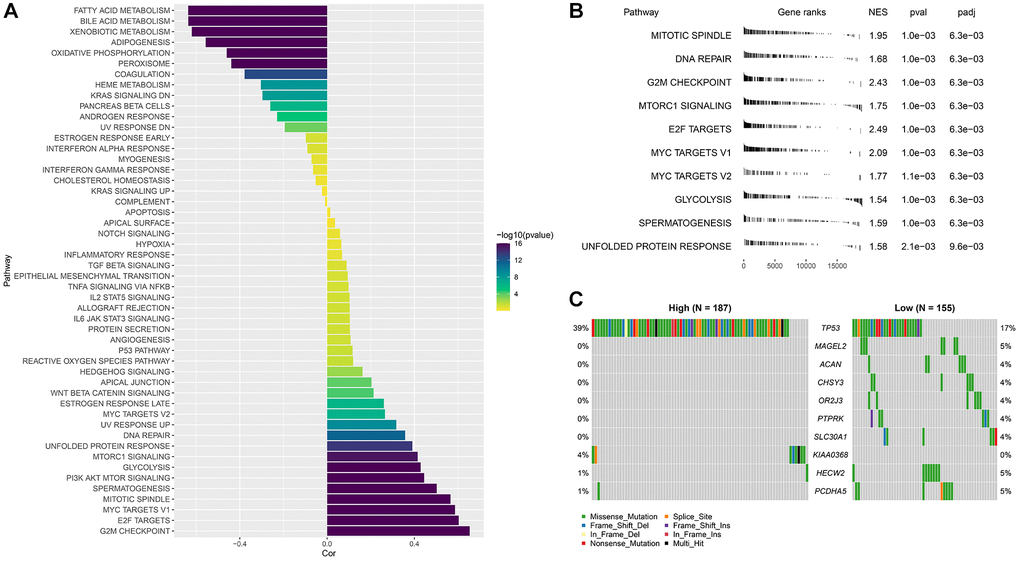 Abnormal biological pathways and gene mutations between different RiskScore groups. (A) Correlation between RiskScore and HALLMARK pathway score; (B) GSEA analysis between RiskScore groups; (C) Waterfall map of mutant gene differences between different RiskScore groups.