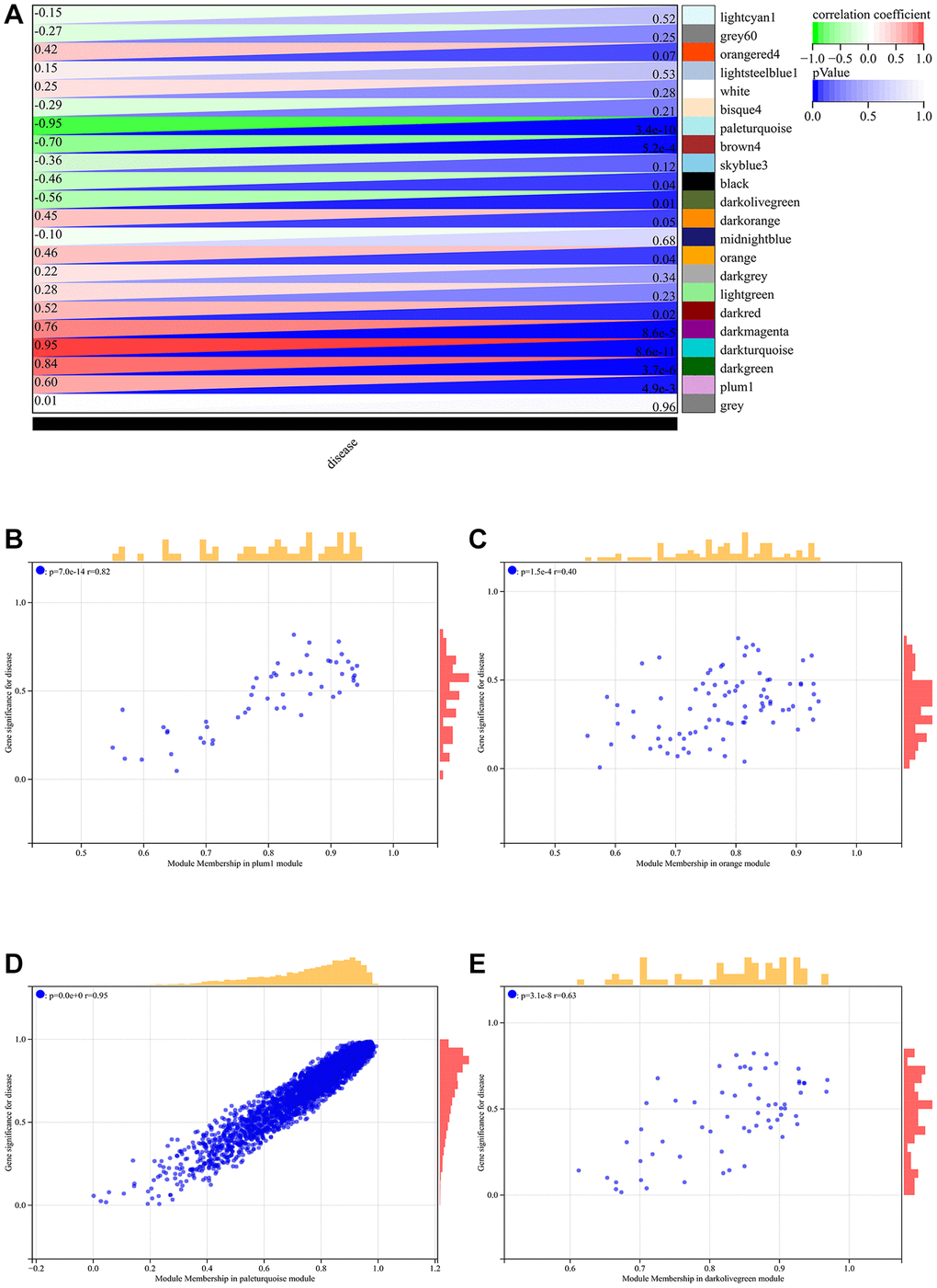 WGCNA. (A) The module-phenotypic correlation heat map. (B–E) GS-MM correlation scatter map of related hub genes.