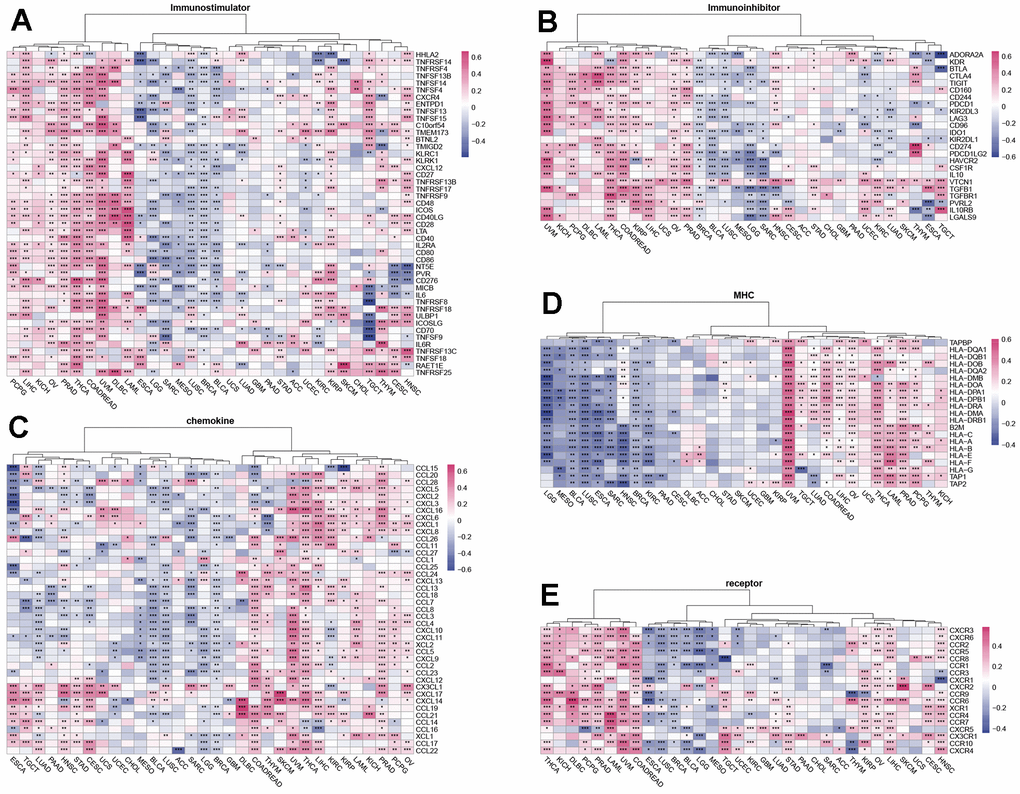 Relationship of SUSD4 expression with immune-related genes. The correlation of SUSD4 expression level with immunostimulatory (A) and immunoinhibitory genes (B). Correlation of chemokine genes (C), MHC genes (D) and receptor genes (E) and SUSD4. *p 