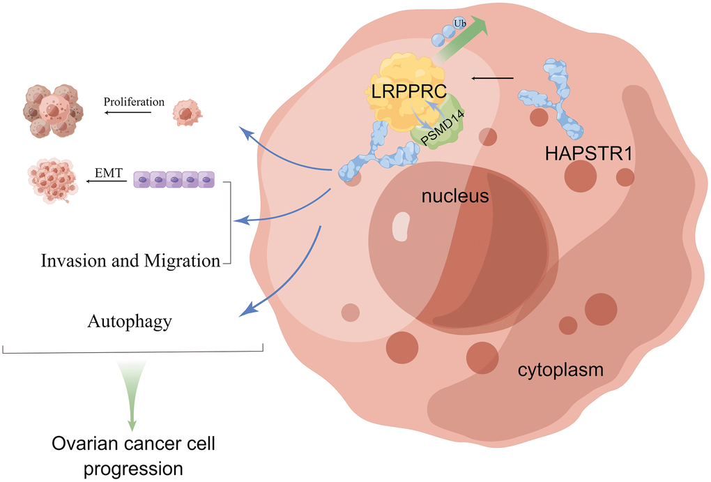 The schematic diagram of HAPSTR1’s role in promoting the malignant progression of ovarian cancer through recruiting PSMD14 to suppress ubiquitination of LRPPRC. This figure was drawn with Figdraw (ID:OOYSPcf40f).