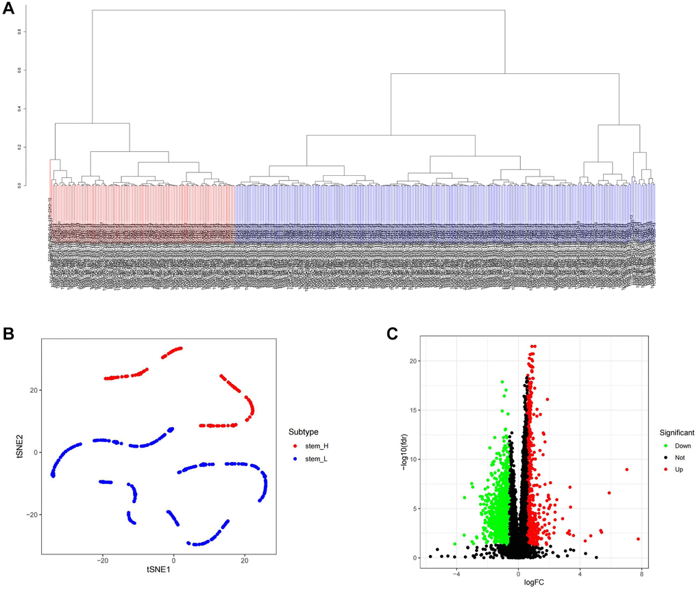 ssGSEA algorithm was used to identify the differential genes of tumor stemness in TCGA samples. (A) Distribution map of high and low score groups of TCGA samples. (B) tSNE was used to analyze the distribution between high and low stemness score groups. (C) Volcano plot of differentially expressed genes between high and low stemness score groups.