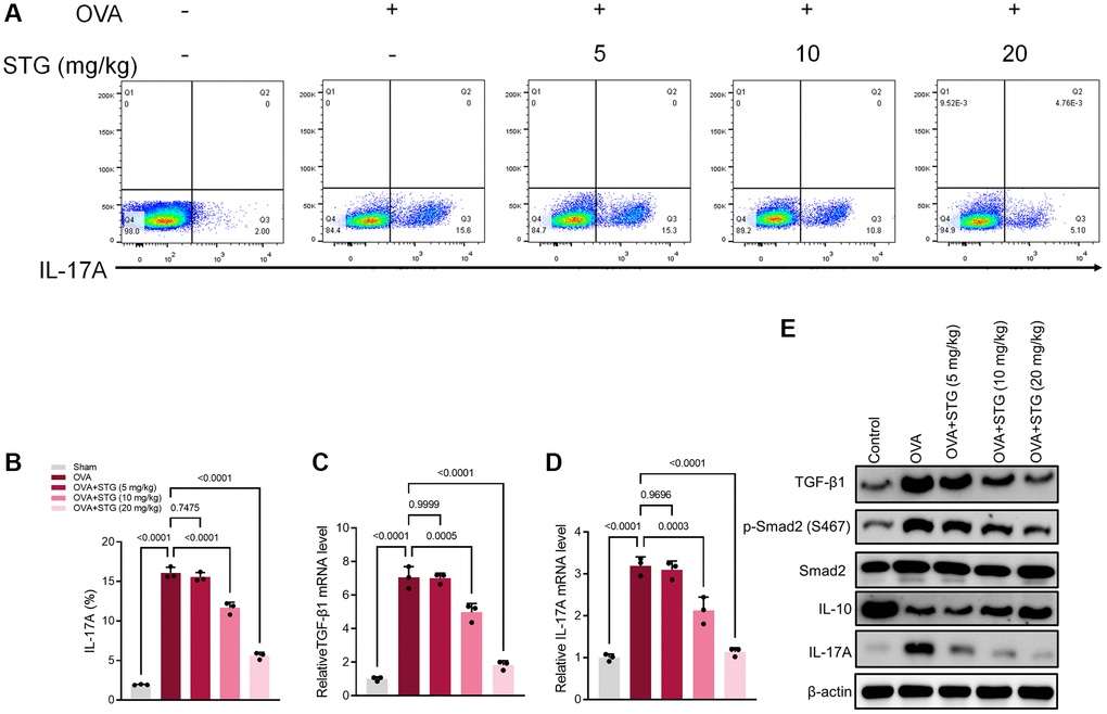 Differential activation of the TGF-β1/Smad2 and IL-17A signaling pathway in splenocytes. (A) Flow cytometry results showing expression levels of IL-17A in splenocytes. (B) The plot of IL-17A levels in splenocytes. (C) Differential expression of TGF-β1 gene in splenocytes. (D) Differential expression of IL-17A gene in splenocytes. (E) Differential expression of TGF-β1, p-Smad2, and IL-17A proteins in splenocytes. p p 