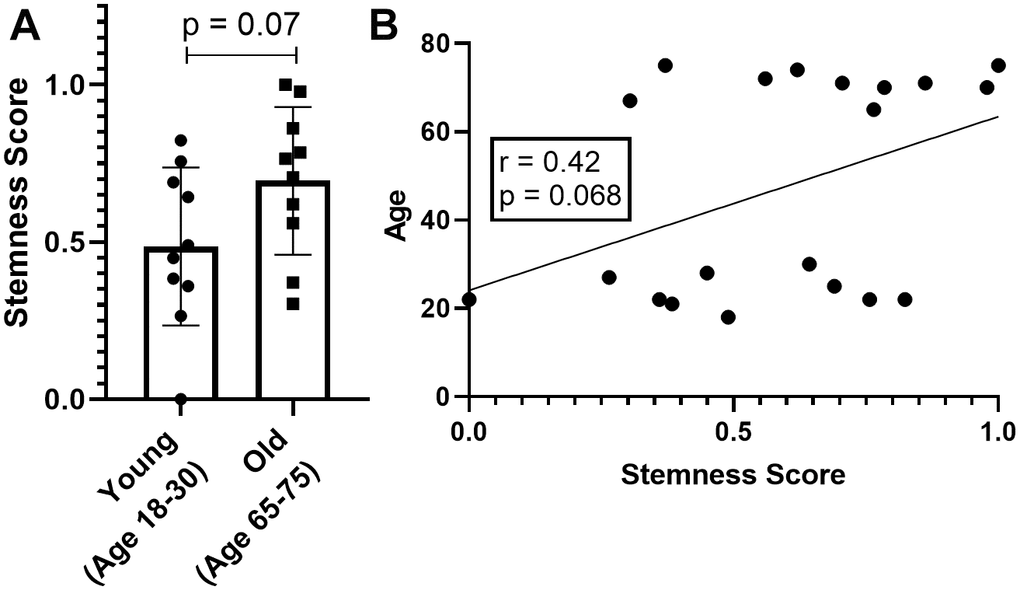 Stemness levels in hematopoietic stem cells. (A) Direct comparison between young and old groups. (B) Correlation between stemness score and age of the HSC donors.