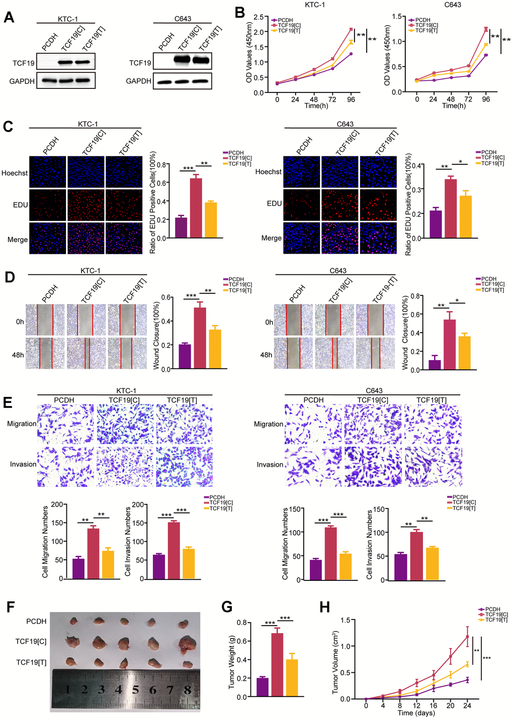 TCF19[C] and TCF19[T] expression impacts thyroid cancer progression. (A) TCF19 expression was detected in KTC-1 and C643 cells transfected with pcDNA, TCF19[C] and TCF19[T] plasmids by Western blotting. (B) CCK8 assay was used to detect cell viability. (C) The EdU method was used to detect DNA synthesis. (D) Wound healing assay was used to detect cell migration. (E) Transwell assay was used to detect cell invasion and migration in the cells indicated above. (F) Tumor images in tumor-bearing mouse groups. (G) Mouse tumor weights in various groups. (H) Mouse tumor volumes were measured every four days. Data are shown as means ± S.D. *p p p 