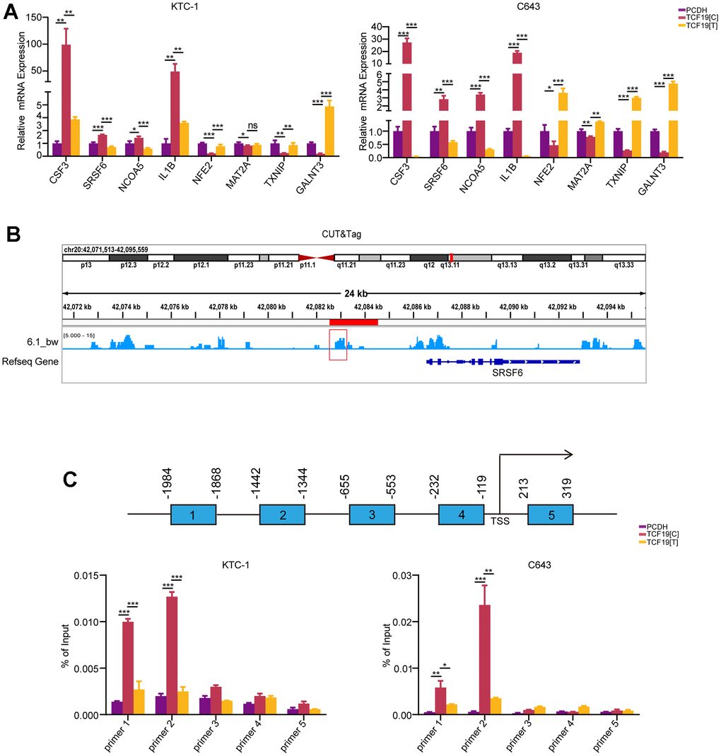 TCF19[T] reduces its DNA binding ability, thus affecting protein function. (A) CSF3, SRSF6, NCOA5, IL1B, NFE2, MAT2A, TXNIP, GALNT3 mRNA expression levels in cells stably transfected with PCDH, TCF19[C] and TCF19[T] plasmids were measured by qRT-PCR, respectively. (B) CUT&Tag data showed TCF19 could directly bind to the promoter of SRSF6 gene. (C) ChIP-qPCR analysis revealed potential TCF19-binding sites in the SRSF6 promoter region. After SNP mutation, the binding ability was weakened.