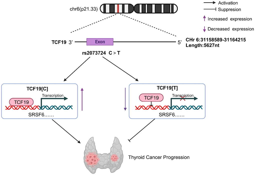 TCF19 on chromosome 6p21.33 can promote tumor cell proliferation, invasive and migratory ability by enhancing the transcription of SRSF6, etc., thus acting as a tumor-promoting factor in thyroid cancer, while Rs2073724 located in exon 3 of TCF19 negatively regulates the transcription and acts as a tumor suppressor. The C>T variant of rs2073724 affects the TCF19 function by damaging its transactivating ability.