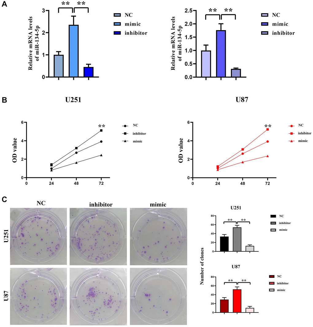 Inhibition effect of hsa-miR-134-5p on the proliferation of glioma cells. (A) The expression of hsa-miR-134-5p mimics and inhibitors was assessed by RT-PCR following transfection. (B) The cell proliferation capacity of U251 and U87 cells was assessed by CCK8 assay following transfection with hsa-miR-134-5p mimics and inhibitors. (C) The cell proliferation capacity of U251 and U87 cells was assessed by clonal formation following transfection with hsa-miR-134-5p mimics and inhibitors.