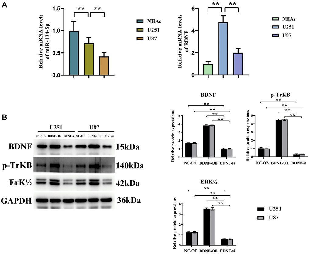 Promoting Effect of BDNF on ERK-related pathway protein expressions in glioma cells. (A) hsa-miR-134-5p is significantly downregulated and BDNF is significantly upregulated in detected by RT-PCR in glioma cells U251 and U87 cells, compared to Normal glioma cells. (B) Western blot shows expressions of related pathway proteins BDNF, p-TrKB, and ERK1/2 were significantly increased after oe-BNDF; expressions of related pathway proteins BDNF, p-TrKB, and ERK1/2 were significantly decreased after si-BNDF.