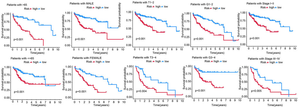 Predicting the survival of patients with different clinicopathological features, including age (age >65 and ≤65), gender, T stage (T1-2, T3-4), AJCC stage (stage I–II and stage III–IV), and pathological grade (G1-2 and G3-4) using the RS model.