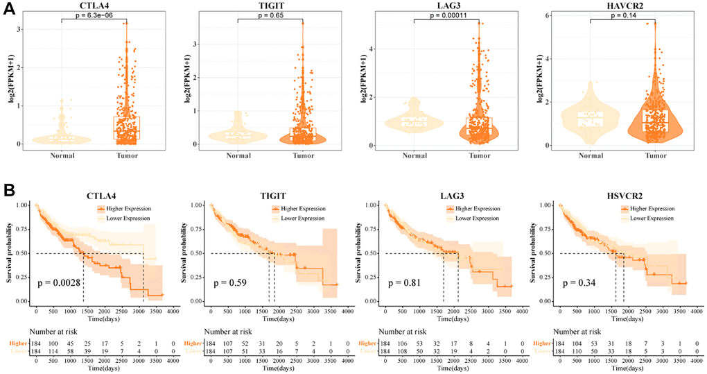 High CTLA4+ T cells portend a poor prognosis for HCC. (A) Expression levels of CTLA4, TIGIT, LAG3, and HAVCR2 in tumor tissues and normal tissues in TCGA-LIHC data. (B) K-M curves of HCC patients in CTLA4, TIGIT, LAG3, and HAVCR2 subgroups in TCGA-LIHC data.