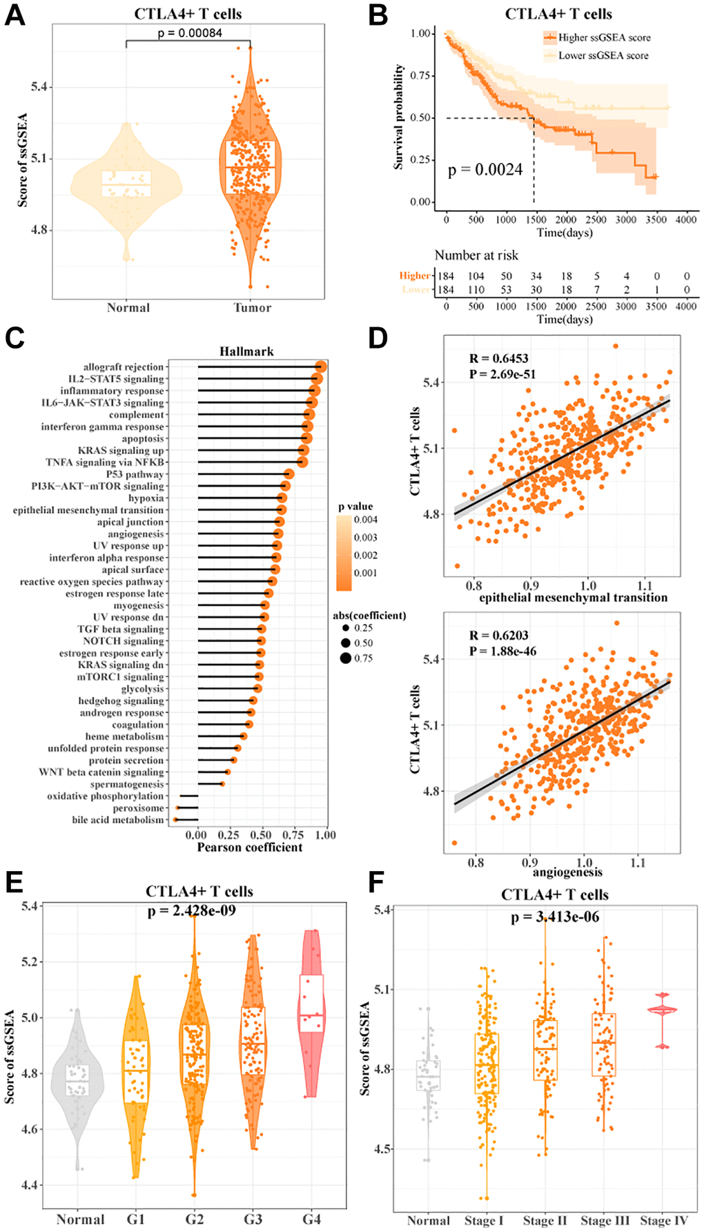 CTLA4+ T cells promoted HCC progression. (A) The ssGSEA score of CTLA4+ T cells in normal and tumor tissues in TCGA-LIHC data. (B) K-M curves of HCC patients in the high/low CTLA4+ T cells scoring groups. (C, D) Pearson's correlation between CTLA4+ T cells scores and cancer-related pathways. (E, F) CTLA4+ T cells scores in normal tissue and grade subgroups, stage subgroups.