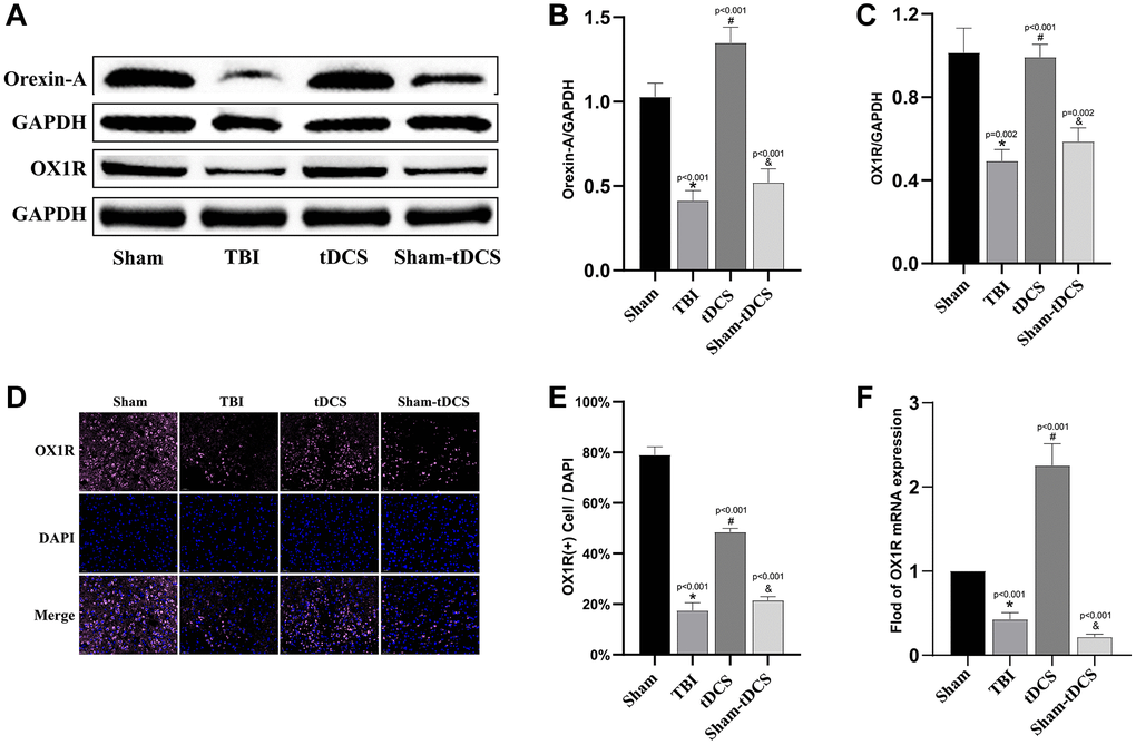 tDCS promotes the expression of OXA and OX1R in TBI rats. (A) Representative western blotting images of Orexin-A and Orexin-A receptor 1 (OX1R) on 14 days post-TBI. Using GAPDH as an internal reference for band density normalization (n = 3). (B) Quantification of western blotting for Orexin-A expression (n = 3). (C) Quantification of western blotting for OX1R expression (n = 3). (D) Representative immunofluorescence images of OX1R expression in brain tissue (n = 3). (E) Quantification of immunofluorescence for OX1R expression (n = 3). (F) Quantitative analysis of mRNA levels of OX1R expression (n = 3). Results are expressed as means ± standard deviation, the statistical significance of differences was evaluated by One-way ANOVA, *represents the comparison between the Sham group and the TBI group, #signifies the comparison between the TBI group and the tDCS group, and &denotes the comparison between the tDCS group and the Sham-tDCS group. P 
