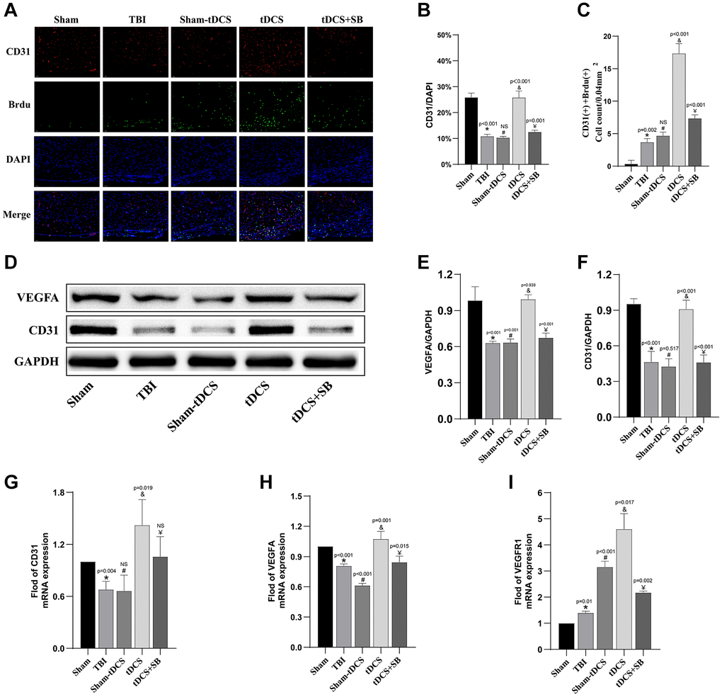 The crucial role of OXA in tDCS promotes angiogenesis at the site of injury after TBI. (A) Representative immunofluorescence images of CD31+ Brdu-positive cell in brain tissue in 2W after injury (n = 3). (B) Quantitative analysis reveals the proportion of CD31-positive cells (n = 3). (C) Quantitative analysis reveals the count of CD31+ Brdu-positive cells (n = 3). (D) Representative western blotting images of CD31 and VEGFA on 14 days post-TBI. Using GAPDH as an internal reference for band density normalization (n = 3). (E) Quantification of western blotting for VEGFA expression (n = 3). (F) Quantification of western blotting for CD31 expression (n = 3). (G) Quantitative analysis of mRNA levels of CD31 expression (n = 3). (H) Quantitative analysis of mRNA levels of VEGFA expression (n = 3). (I) Quantitative analysis of mRNA levels of VEGFR1 expression (n = 3). Results are expressed as means ± standard deviation, the statistical significance of differences was evaluated by One-way ANOVA, *denotes the comparison between the Sham group and the TBI group, #represents the comparison between the TBI and the Sham-tDCS group, &signifies the comparison between the tDCS group and the Sham-tDCS group, and ¥indicates the comparison between the tDCS group and the tDCS+SB334867 group. P 