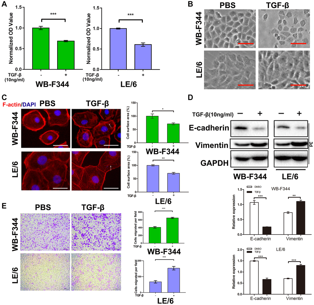 TGF-β inhibited the growth and promoted epithelial–mesenchymal transition in liver progenitor cells. (A) Liver progenitor cell lines (WB-F344 and LE/6) were treated with TGF-β (10 ng/ml) for 3 days and then subjected to CCK-8 analyses. OD values were normalized to those of the control groups. (B) Phase contrast images of TGF-β (10 ng/ml, 3 days)-treated WB-F344 and LE/6 cells. Scale bar, 100 μm. (C) Phalloidin staining for F-actin (red) in TGF-β (10 ng/ml, 3 days)-induced WB-F344 and LE/6 cells. DAPI was used to show the location of the nucleus (blue). The white arrows indicate rearrangements of F-actin. Scale bar, 25 μm. (D) Western blot analyses of the indicated cell lines with antibodies against E-cadherin and vimentin. GAPDH was used as a loading control. (E) Transwell analyses of the motility of WB-F344 and LE/6 cells treated with or without TGF-β (10 ng/ml, 7 hr and 24 hr). Representative images of migrated cells are shown (left panel); migrated cells were counted, and the average number of cells in three independent experiments is shown (right panel). Two-tailed Student’s t-tests were used for statistical analysis. The data are presented as the mean ± S.E.M. ***p 
