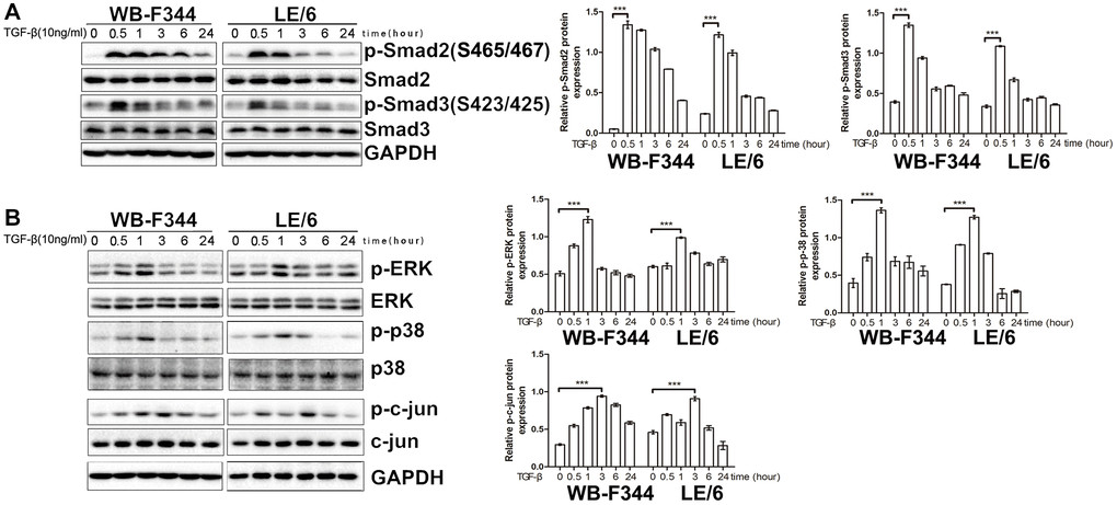 Both Smad and MAPK signaling are activated by TGF-β in liver progenitor cells. (A, B) LPCs (LE/6 and WB-F344 cells) were treated with TGF-β (10 ng/ml) for the indicated times, and the lysates were subjected to Western blot analyses with antibodies against the indicated proteins. Representative blot images of three independent experiments are shown, and GAPDH was used as a loading control.