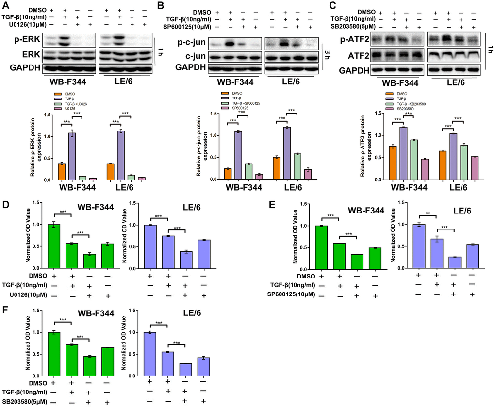 Suppression of TGF-β downstream of Erk, JNK or p38 MAPK signaling strengthens the TGF-β-induced cytostatic effects in LPCs. (A–C) WB-F344 and LE/6 cells were treated with TGF-β, U0126 (an Erk inhibitor), SP600125 (a JNK inhibitor), and/or SB203580 (a p38 MAPK inhibitor) as indicated, and Western blot analyses were carried out with antibodies against phospho-ERK and ERK (A), phospho-c-jun and c-jun (B), and phospho-ATF2 and ATF2 (C). GAPDH was used as a loading control. (D–F) WB-F344 and LE/6 cells were treated with TGF-β and/or the inhibitors as indicated for 3 days, after which CCK-8 analyses were performed. The normalized OD values of each group were compared, and the average OD values of three independent experiments are shown. One-way ANOVA was used for statistical analysis. The data are presented as the mean ± S.E.M. ***p ****p 