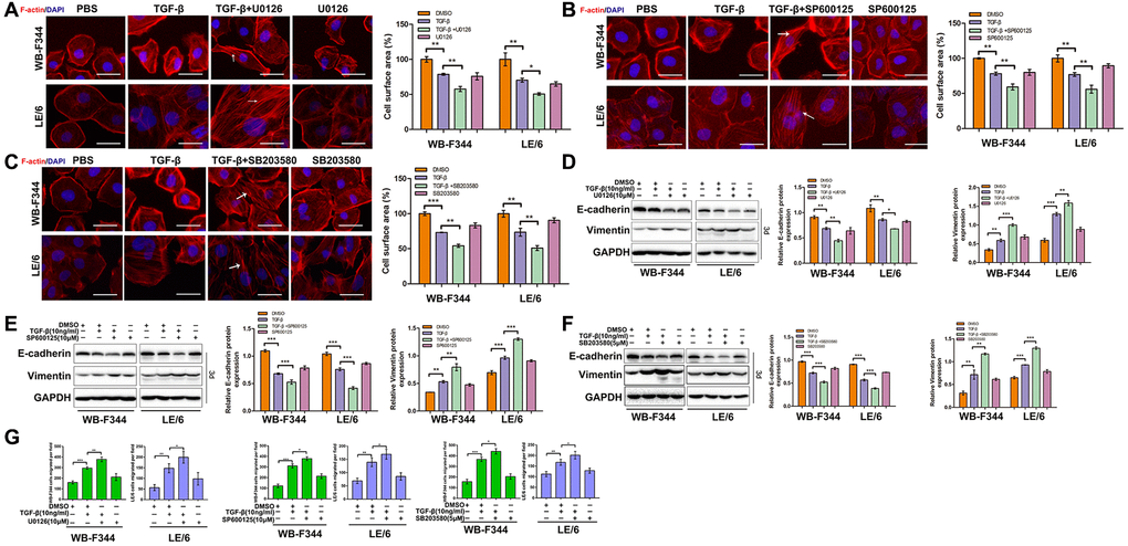 Inhibition of TGF-β-induced Erk, JNK or p38 MAPK signaling augmented TGF-β-mediated EMT and motility in LPCs. (A–C) Liver progenitor cell lines (WB-F344 and LE/6) were treated with TGF-β and/or kinase inhibitors as indicated for 3 days and then subjected to phalloidin staining for F-actin (red). DAPI (blue) was used to stain the cell nuclei. The white arrows indicate F-actin rearrangements. Scale bar, 25 μm. (D–F) WB-F344 and LE/6 cells were treated with TGF-β and/or kinase inhibitors as indicated for three days, and Western blot analyses were carried out with antibodies against E-cadherin and vimentin. Representative bands of three independent experiments are shown, and GAPDH was used as a loading control. (G) Cell motility analyses of LPCs treated with TGF-β and/or kinase inhibitors as indicated (for WB-F344 cells, TGF-β and/or kinase inhibitors were added for seven hrs, and for LE/6 cells, TGF-β and/or kinase inhibitors were added for 24 hrs). The average number of migrated cells per field in three independent experiments is shown. One-way ANOVA was used for statistical analysis. The data are presented as the mean ± S.E.M. *p **p ***p 