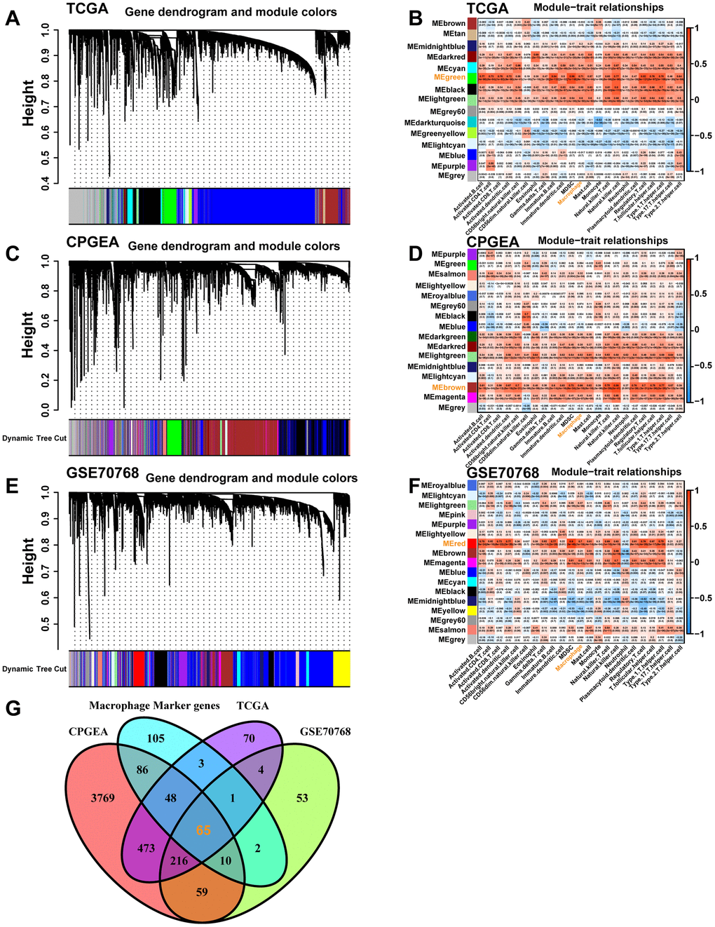 The co-expression network and heatmap illustrating the association between module eigengenes and macrophages were constructed through WGCNA based on the bulk RNA-seq data from the TCGA-PRAD database (A, B), the CPGEA dataset (C, D), and the GSE70768 database (E, F), respectively. (G) The Venn diagram displays the intersection of genes between macrophage-related genes selected from the above different datasets and macrophage marker genes from the scRNA-seq data.